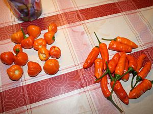 Aji Calabaza