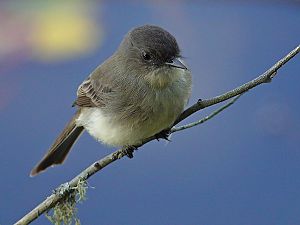 Flycatcher