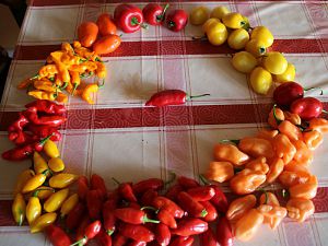 St. Natahlia-RocotoTo F1-Costa Rican red-Habanero Pink-Cajamarca-Swett Yellow Datil-Murupi Doce-Yellow Devils Tong-Oculto Clef und Mitte-CAP455