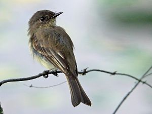 Flycatcher / Fliegenschnäpper