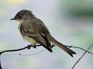 Flycatcher / Fliegenschnäpper