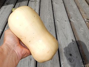 Butternut Squash