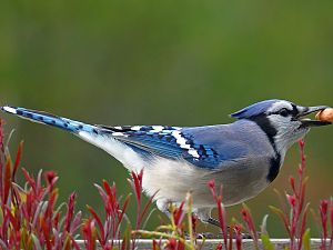 Blue Jay / Blauhäher