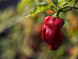 2018_09_26_Aji Dulce Rojo4