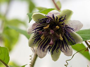 2018_09_26_passiflora Kaiserin Eugenie