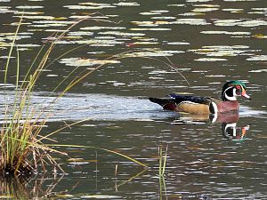 Wood Duck