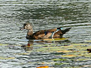 Wood Duck