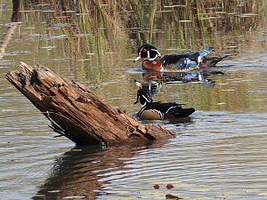 Wood Duck