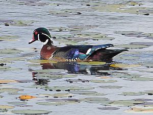 Wood Duck