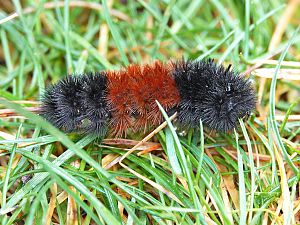 Woolly Bear