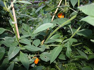 Guatamala Orange