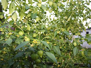 Tomatillo lila