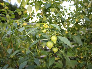 Tomatillo lila