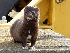 Mink