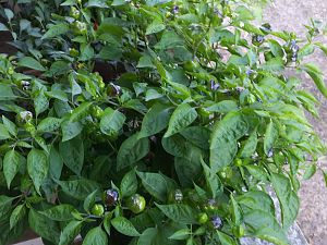 Scotch Bonnet Habanero