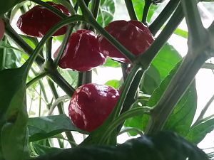 Scotch Bonnet Habanero