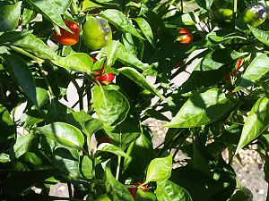 Scotch Bonnet Habanero