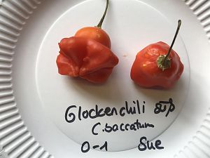 Glockenchili