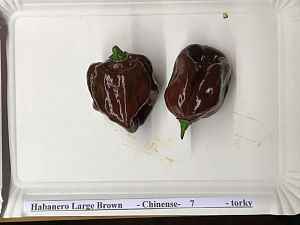 Habanero_Large_Brown