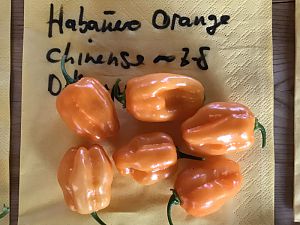 Habanero_Orange