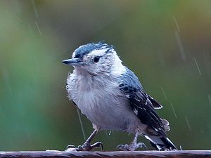 Carolinakleiber im Regen