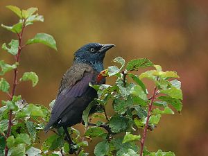 Grackle