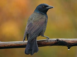 Grackle