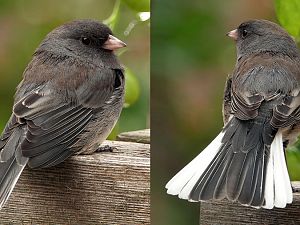 Junco