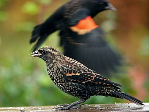 Red-winged blackbird