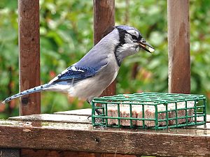 Blue Jay