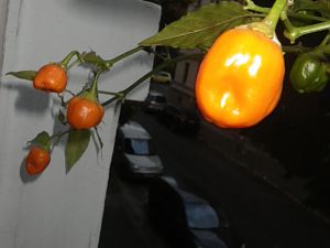 SuRu - orange, rund