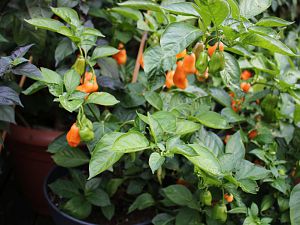 Pink Habanero