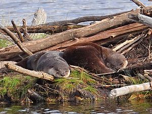 Otter