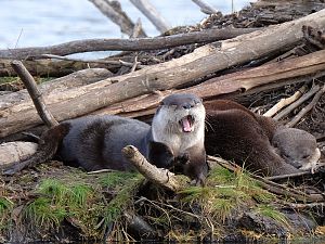 Otter