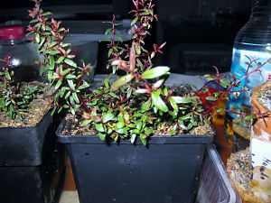 update Manukapflanzen Experiment