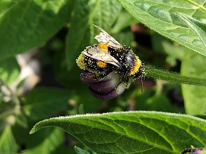 KW28_Bhut-Head