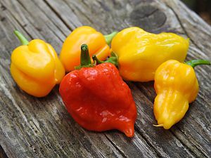 KW19_Bhut-Head