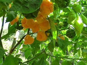 7 Pot Orange Yellow