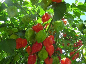 Caribbean Red Habanero