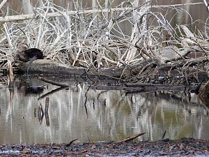 Otter und Reiher