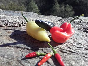 CHILI-ERNTE