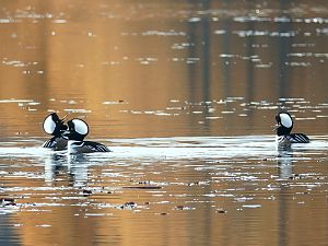 Pond Am Morgen