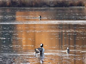 Pond Am Morgen