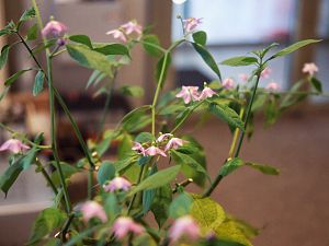 Aji Largo Indoor