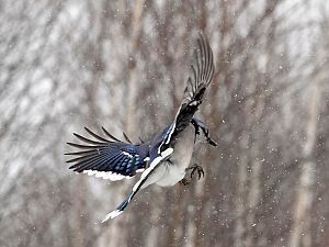 BlueJay