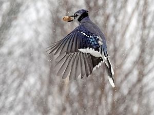 BlueJay