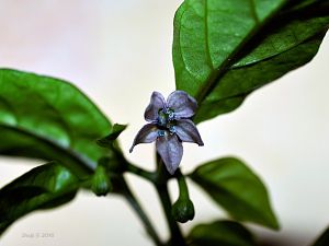 Purple Ghost Scorpion