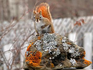 Gartenbesucher