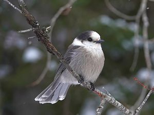 Canada Jay