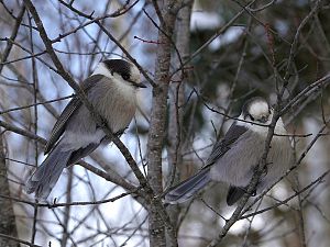 Canada Jay